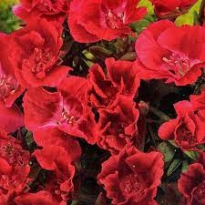 Godecja Azalia letnia czerwona "JUŻ WYSIANE" nasiona