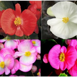 Begonia stale kwitnąca 4 kolory Zestaw