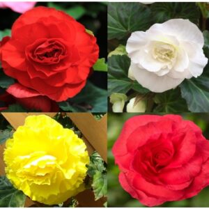Begonia wielkokwiatowa 4 kolory Zestaw