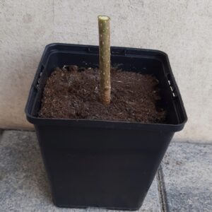 Paulownia OXYTREE ShanTong sadzonka + gratis