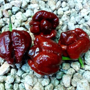 Papryka MEGAostra Trinidad Scorpion czekoladowa "JUŻ WYSIANE" nasiona