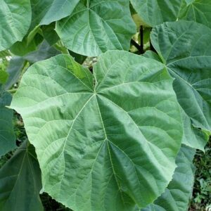 Drzewo tlenowe Paulownia ShanTong 8 sztuk