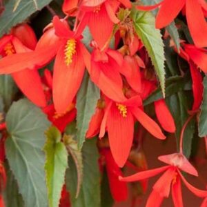 Begonia boliwijska zwisająca Santa Cruz "JUŻ WYSIANE" nasiona