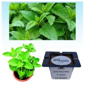 Melisa Zioła naturalne "JUŻ WYSIANE" nasiona