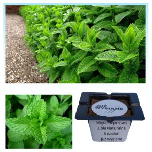 Mięta pieprzowa Zioła naturalne "JUŻ WYSIANE" nasiona