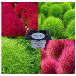 Mietelnik Płonąca Trawa Cyprysik letni "JUŻ WYSIANE" nasiona