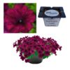 Petunia F1 Duvet Burgund ciemny róż "JUŻ WYSIANE" nasiona