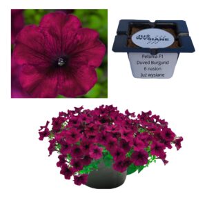 Petunia F1 Duvet Burgund ciemny róż "JUŻ WYSIANE" nasiona