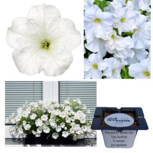 Petunia F1 White Glo typu surfinia biała "JUŻ WYSIANE" nasiona