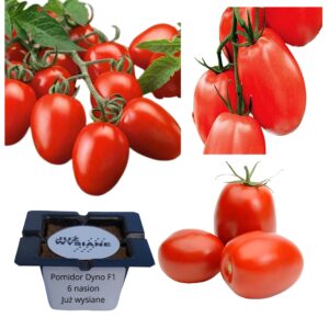 Pomidor Dyno F1 bardzo plenny "JUŻ WYSIANE" nasiona