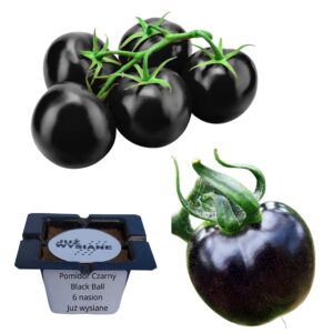 Pomidor czarny Black Ball "JUŻ WYSIANE" nasiona