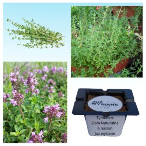 Tymianek Zioła naturalne "JUŻ WYSIANE" nasiona