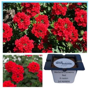 Werbena czerwona Red "JUŻ WYSIANE" nasiona