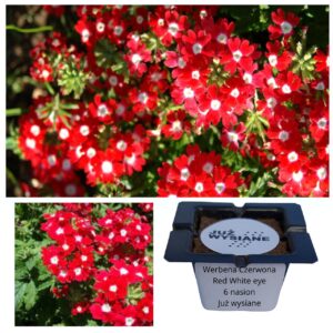 Werbena czerwona z białym oczkiem Red White Eye "JUŻ WYSIANE" nasiona
