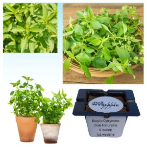 Bazylia cytrynowa Zioła naturalne "JUŻ WYSIANE" nasiona