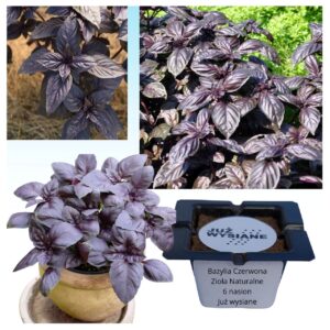 Bazylia czerwona Zioła naturalne "JUŻ WYSIANE" nasiona
