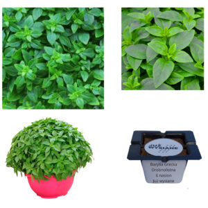 Bazylia grecka drobnolistna Zioła naturalne "JUŻ WYSIANE" nasiona