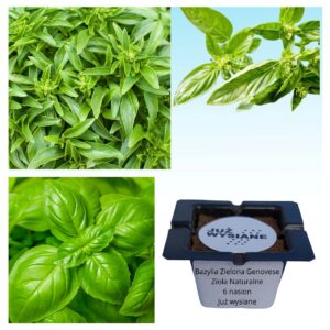 Bazylia zielona Genovese Zioła naturalne "JUŻ WYSIANE" nasiona