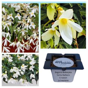 Begonia boliwijska zwisająca Santa Barbara "JUŻ WYSIANE" nasiona