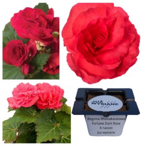 Begonia wielkokwiatowa Fortune Dark Rose F1 "JUŻ WYSIANE" nasiona