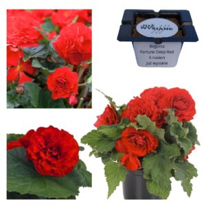 Begonia wielkokwiatowa Fortune Deep Red F1 "JUŻ WYSIANE" nasiona