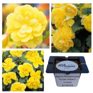 Begonia wielkokwiatowa Fortune Yellow F1 "JUŻ WYSIANE" nasiona