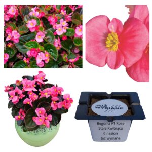 Begonia F1 Rose stale kwitnąca różowa "JUŻ WYSIANE" nasiona