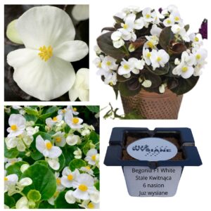 Begonia F1 White stale kwitnąca biała "JUŻ WYSIANE" nasiona