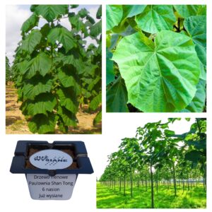 Drzewo tlenowe OXYTREE Paulownia ShanTong "JUŻ WYSIANE" nasiona