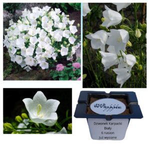 Dzwonek karpacki biały "JUŻ WYSIANE" nasiona