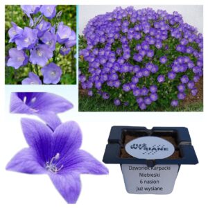Dzwonek karpacki niebieski "JUŻ WYSIANE" nasiona