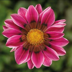 Gazania lśniąca Pink różowa "JUŻ WYSIANE" nasiona
