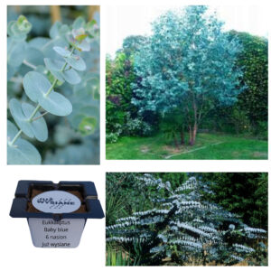 Eukaliptus niebieski Baby Blue "JUŻ WYSIANE" nasiona