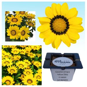 Gazania lśniąca Yellow żółta "JUŻ WYSIANE" nasiona