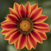 Gazania lśniąca Orange Flame "JUŻ WYSIANE" nasiona