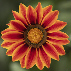 Gazania lśniąca Orange Flame "JUŻ WYSIANE" nasiona
