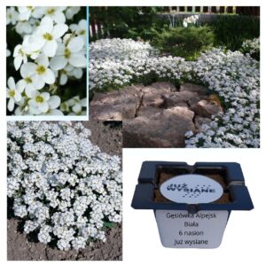 Gęsiówka alpejska biała "JUŻ WYSIANE" nasiona