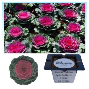 Kapusta ozdobna Kyoto F1 Red-Green "JUŻ WYSIANE" nasiona