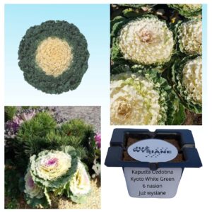 Kapusta ozdobna Kyoto F1 White-Green "JUŻ WYSIANE" nasiona