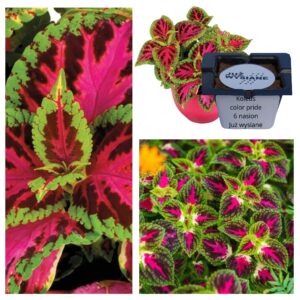 Koleus Rainbow Color Pride "JUŻ WYSIANE" nasiona