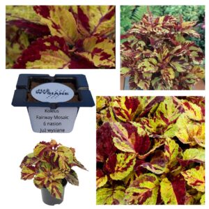 Koleus Pokrzywka Fairway Mosaic "JUŻ WYSIANE" nasiona