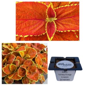 Koleus Pokrzywka Fairway Orange "JUŻ WYSIANE" nasiona