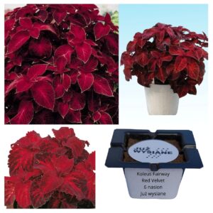 Koleus Pokrzywka Fairway Red Velvet "JUŻ WYSIANE" nasiona
