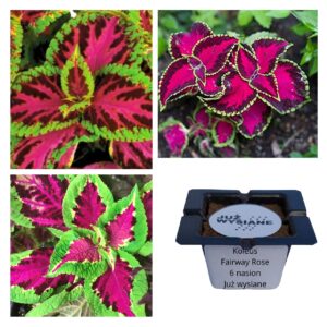 Koleus Pokrzywka Fairway Rose "JUŻ WYSIANE" nasiona