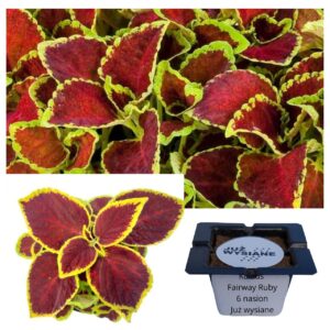 Koleus Pokrzywka Fairway Ruby "JUŻ WYSIANE" nasiona