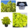 Koleus Pokrzywka Fairway Yellow "JUŻ WYSIANE" nasiona