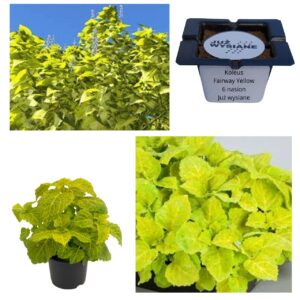 Koleus Pokrzywka Fairway Yellow "JUŻ WYSIANE" nasiona