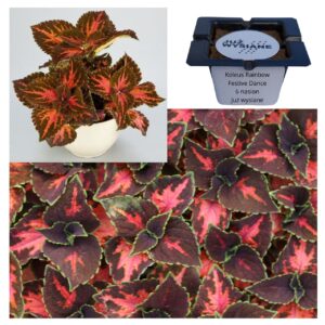 Koleus Pokrzywka Rainbow Festive Dance "JUŻ WYSIANE" nasiona