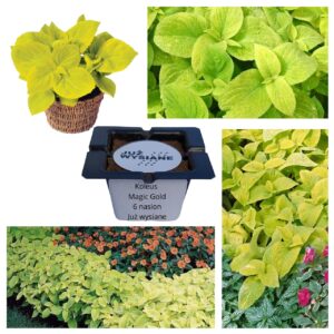 Koleus Pokrzywka Magic Gold "JUŻ WYSIANE" nasiona