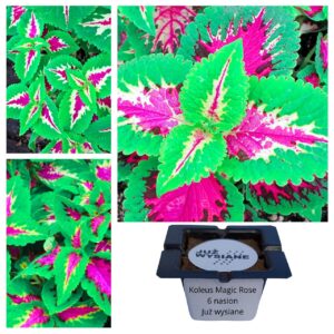 Koleus Pokrzywka Magic Rose "JUŻ WYSIANE" nasiona